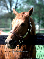 secretariat002_hr
