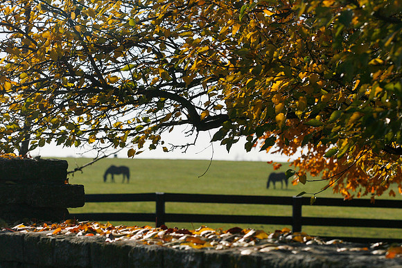 ashfordstud10_mjm