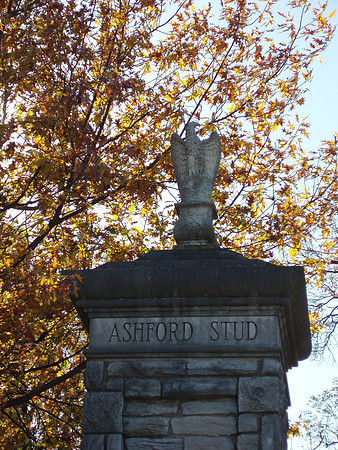 ashfordstud13_cg