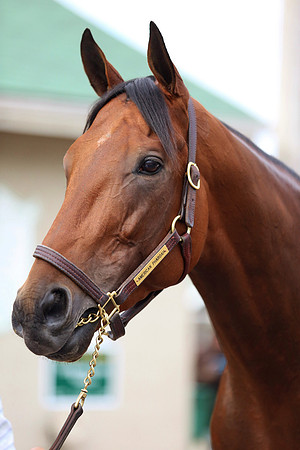 americanpharoah126