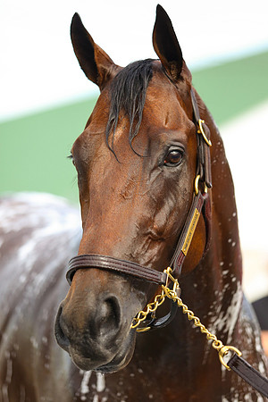 americanpharoah136