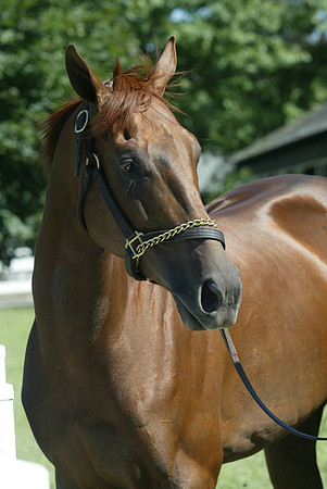 funnycide78