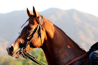 californiachrome562