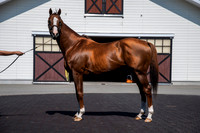 CaliforniaChrome1001