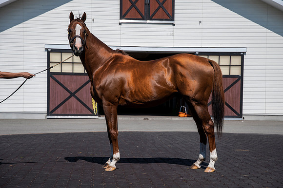 CaliforniaChrome1001