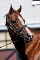 California Chrome