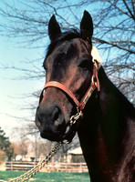 Seattle Slew