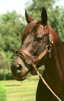 seattleslew05