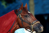 easygoer_travers03