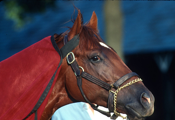 easygoer_travers03