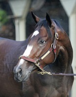 rachelalexandra_port02