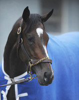 Rachel Alexandra