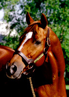 Affirmed