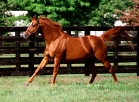 affirmed_running