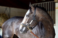 arrogate_port03