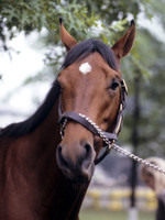 alysheba_port01