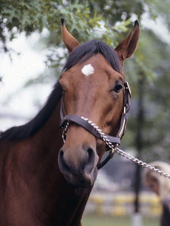 alysheba_port01