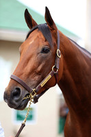 americanpharoah_port01