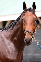 americanpharoah_port03