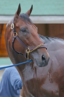 americanpharoah_port04