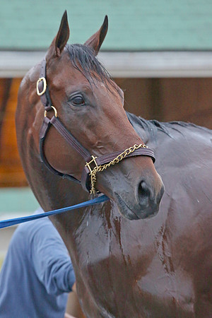 americanpharoah_port04