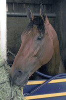 americanpharoah_port02