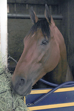 americanpharoah_port02