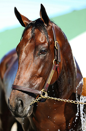 americanpharoah_port05