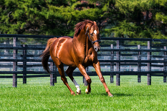 Animal Kingdom_paddock
