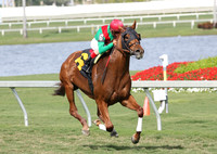 animalkingdom_gulfstream