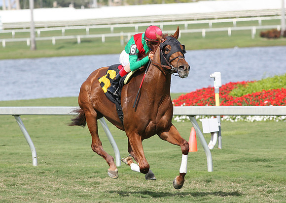 animalkingdom_gulfstream