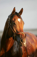 barbaro_port02
