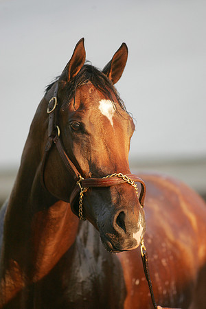barbaro_port02