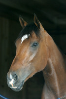 barbaro_port01