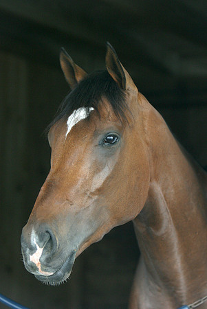 barbaro_port01