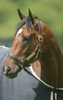 barbaro_port03