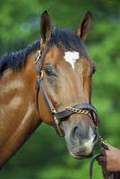 barbaro_port04