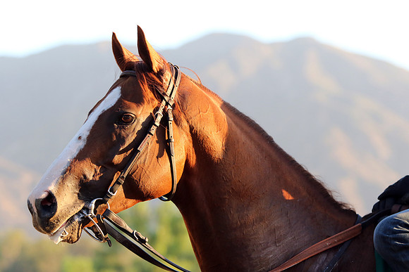 californiachrome_port01