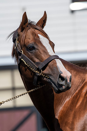 californiachrome_port02