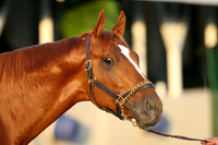 curlin_port01