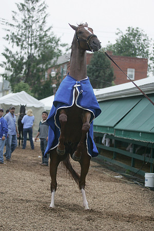 Curlin_rearing