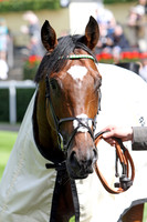 frankel_port