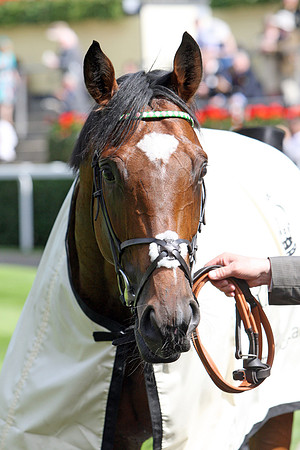 frankel_port