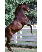 johnhenry_rearing01