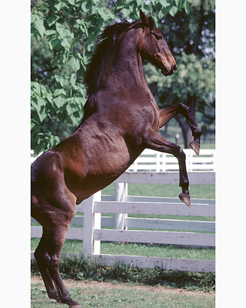 johnhenry_rearing01
