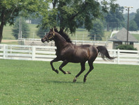 johnhenry_paddock02