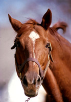 secretariat_port02