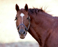 secretariat_port04