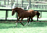secretariat_paddock02