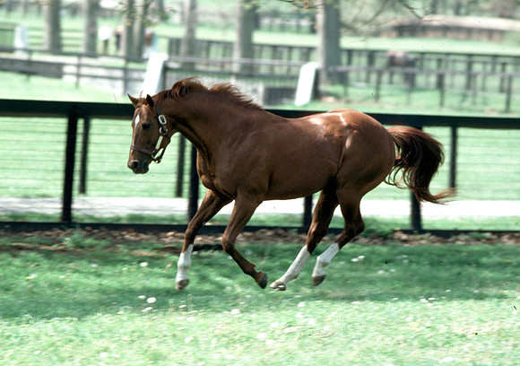 secretariat_paddock02